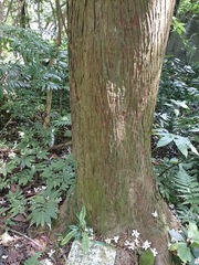 Calocedrus formosana