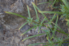 Perideridia californica