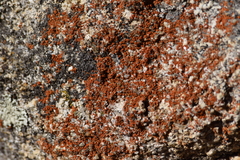 Xanthocarpia crenulatella