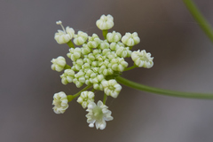 Perideridia californica