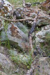 Perideridia californica