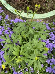 Ranunculus cantoniensis