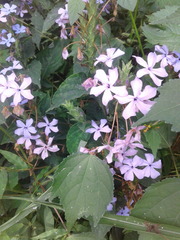 Eranthemum