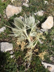 Eryngium spinalba