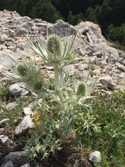 Eryngium spinalba