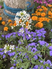 Lysimachia candida