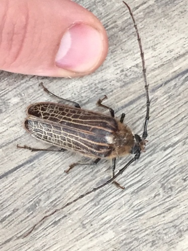 Prionoplus reticularis