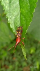Baryrhynchus poweri