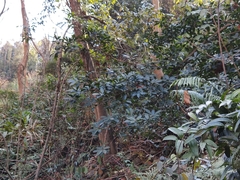 Elaeocarpus decipiens