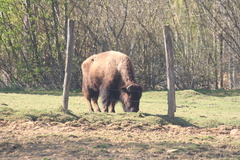Bison
