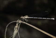 Argia joergenseni