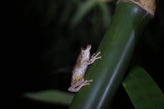 Buergeria robusta