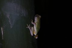Hyla chinensis
