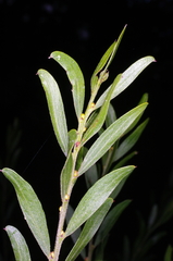 Acacia rostriformis