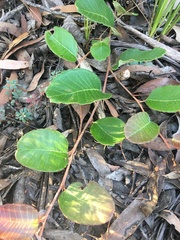 Grevillea laurifolia