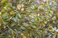 Herpsilochmus atricapillus