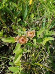 Malvastrum aurantiacum