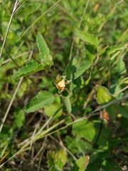 Malvastrum aurantiacum