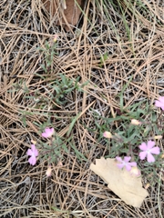Phlox woodhousei