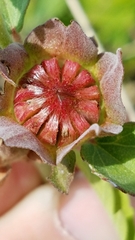 Malvastrum aurantiacum