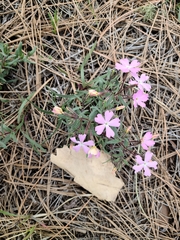 Phlox woodhousei
