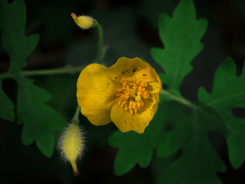 Celandine Poppy