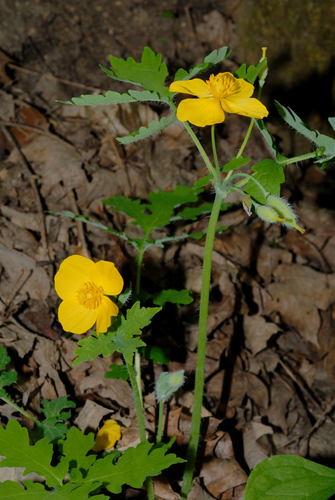 Celandine Poppy