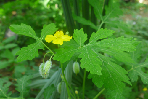 Celandine Poppy