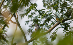 Thamnophilus palliatus