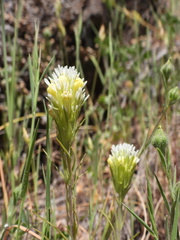 Castilleja densiflora