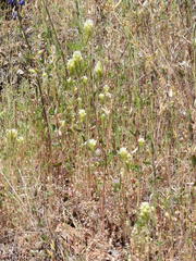 Castilleja densiflora