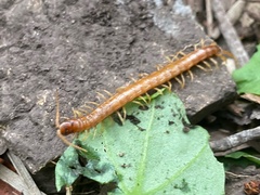 Scolopocryptops gracilis