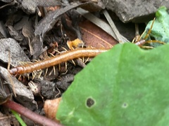 Scolopocryptops gracilis