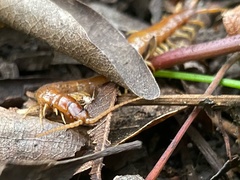 Scolopocryptops gracilis