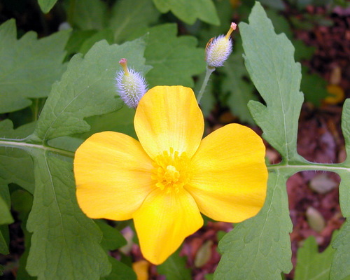 Celandine Poppy