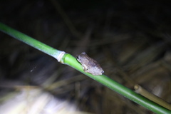 Kurixalus idiootocus