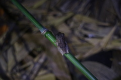 Kurixalus idiootocus