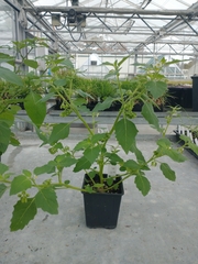 Solanum nitidibaccatum