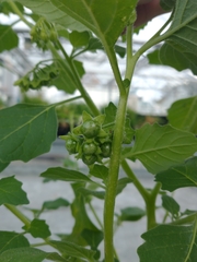 Solanum nitidibaccatum
