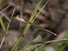 Indolestes insularis