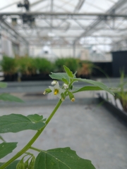 Solanum nitidibaccatum