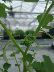 Solanum nitidibaccatum