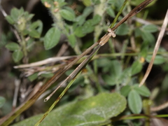 Indolestes insularis