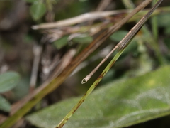 Indolestes insularis