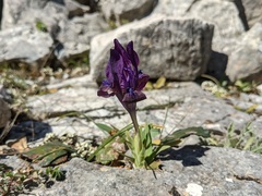 Iris pumila attica