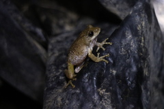 Kurixalus idiootocus