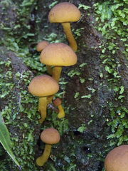 Gymnopilus ferruginosus