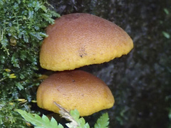 Gymnopilus ferruginosus
