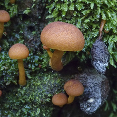 Gymnopilus ferruginosus