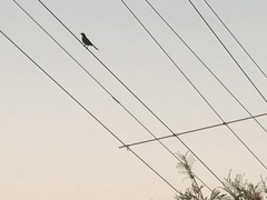 Anthochaera chrysoptera